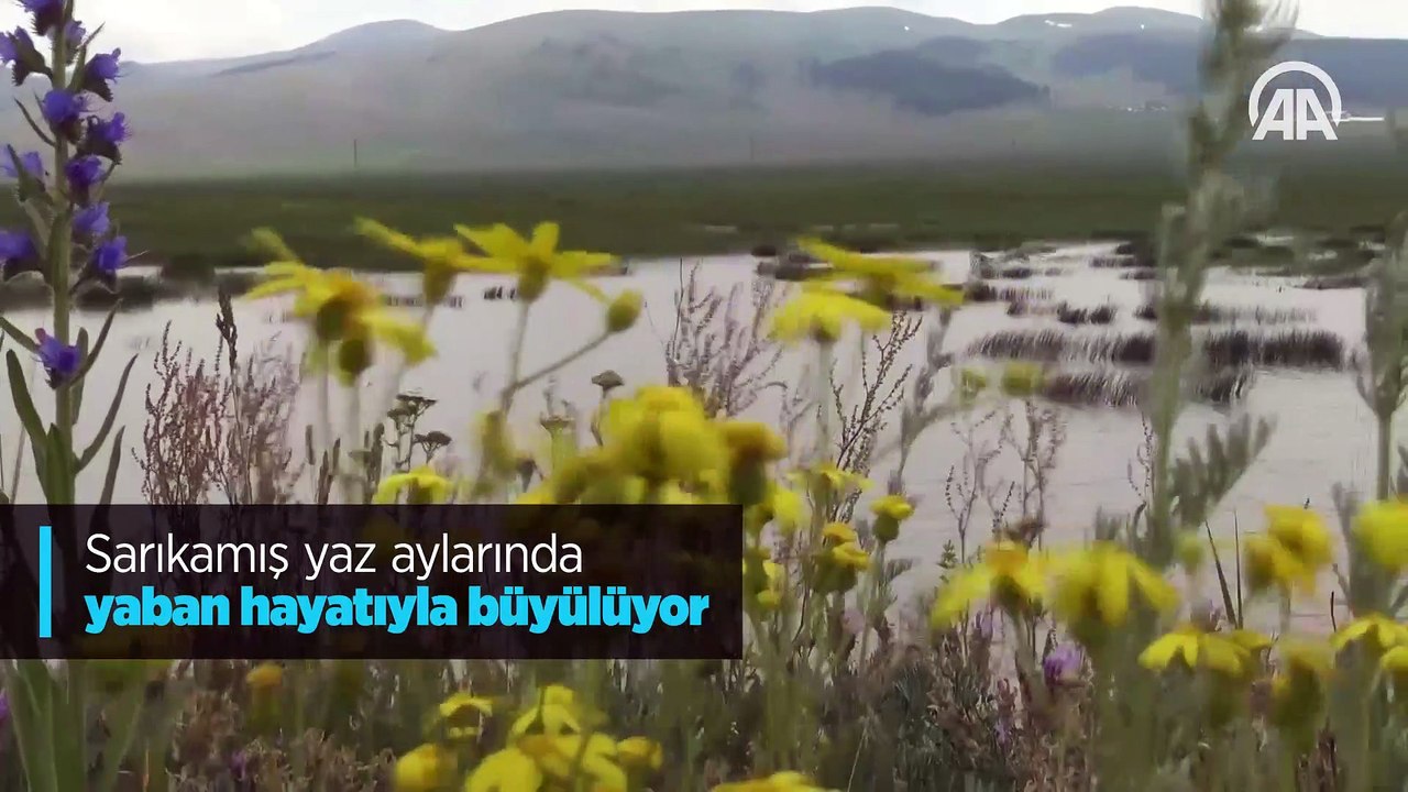 Sarıkamış yaz aylarında yaban hayatıyla büyülüyor