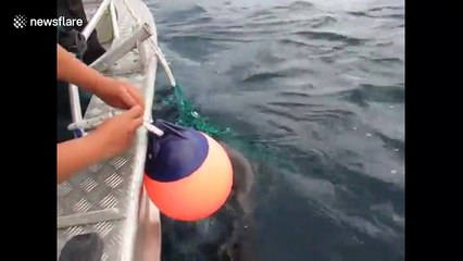 Heartwarming moment Canadian fisherman rescued sea lion pup trapped in fishing nets