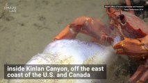 Crab Plays Tug-of-War With Eels Over Squid Dinner