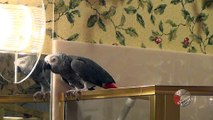 Parrot discusses night-time routine with owner