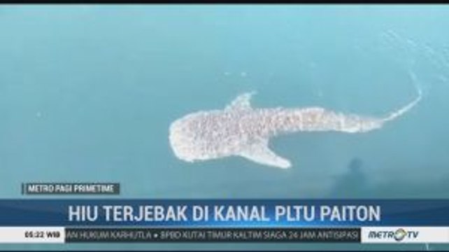 Hiu Paus Terjebak di Kanal Air PLTU Paiton