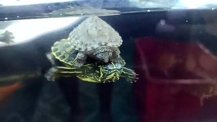 Baby Turtle Hitches a Ride