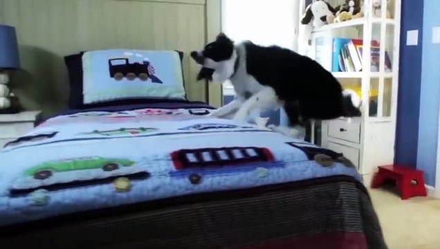 10 Criaturas Más Desagradables que Viven en Tu Casa