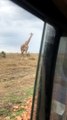 Giraffes & Tourists