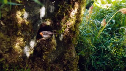 THE SECRET GARDEN Movie