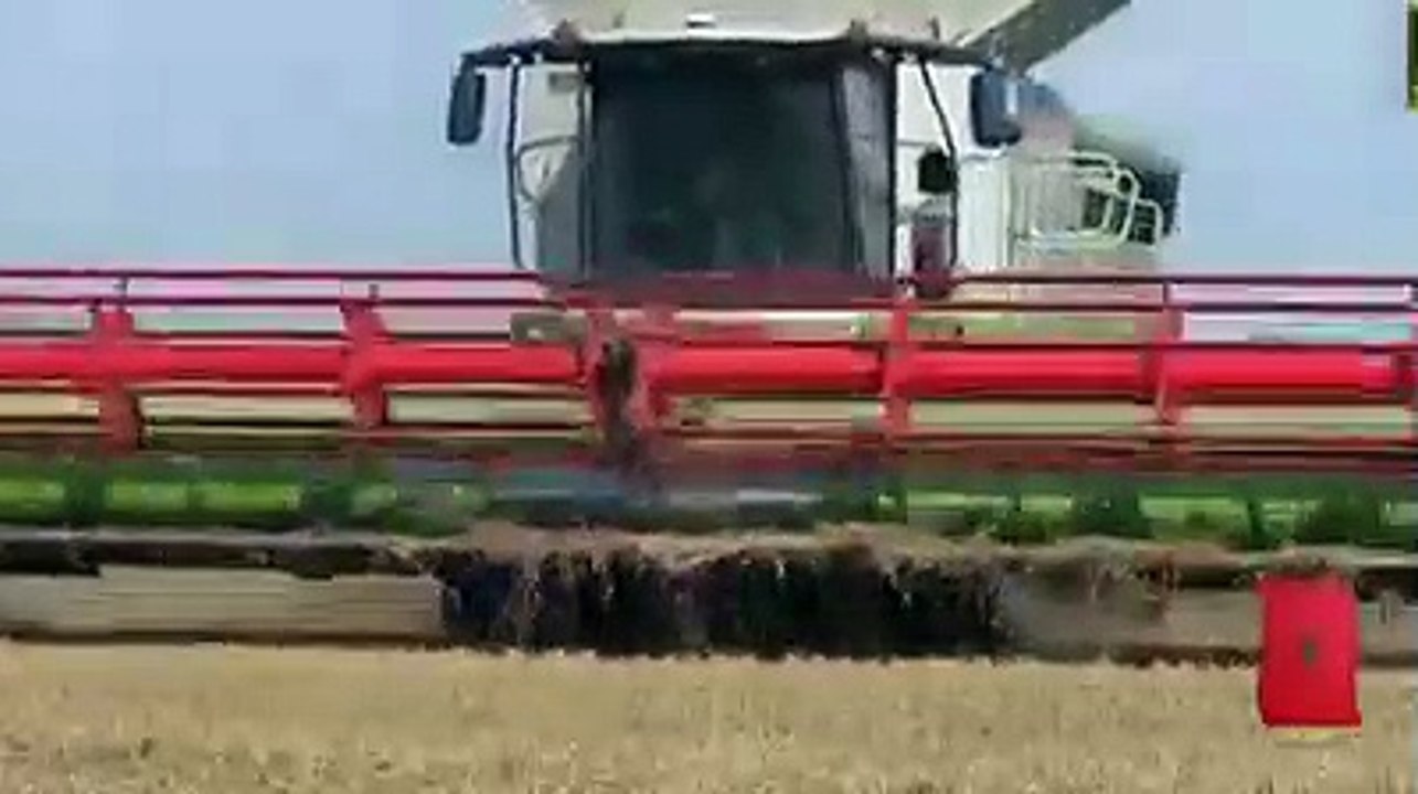 ريحُ الحصاد