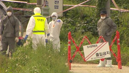 파주 이어 연천서도 아프리카돼지열병 확진...확산 우려 / YTN