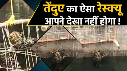 Maharashtra के Buldhana में कुएं में गिरे Leopard का खाट से Rescue, देखें Video | वनइंडिया हिंदी