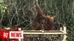Orangutans suffer from smoke caused by Indonesian fires