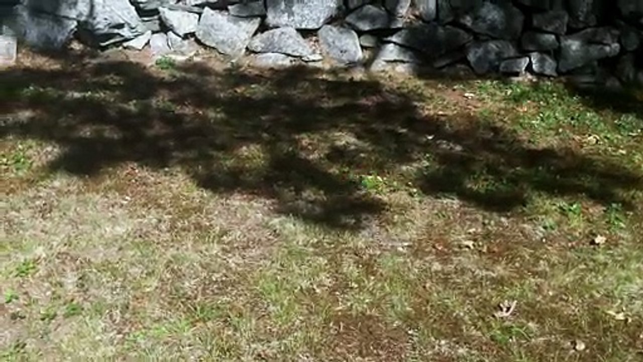 Leaf Touched By A Spirit