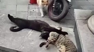 Funny Affair | funny animals | funny cats