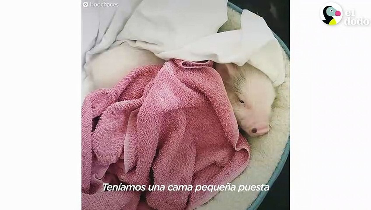 Cerdo criado por gatos piensa que es uno de ellos | El Dodo