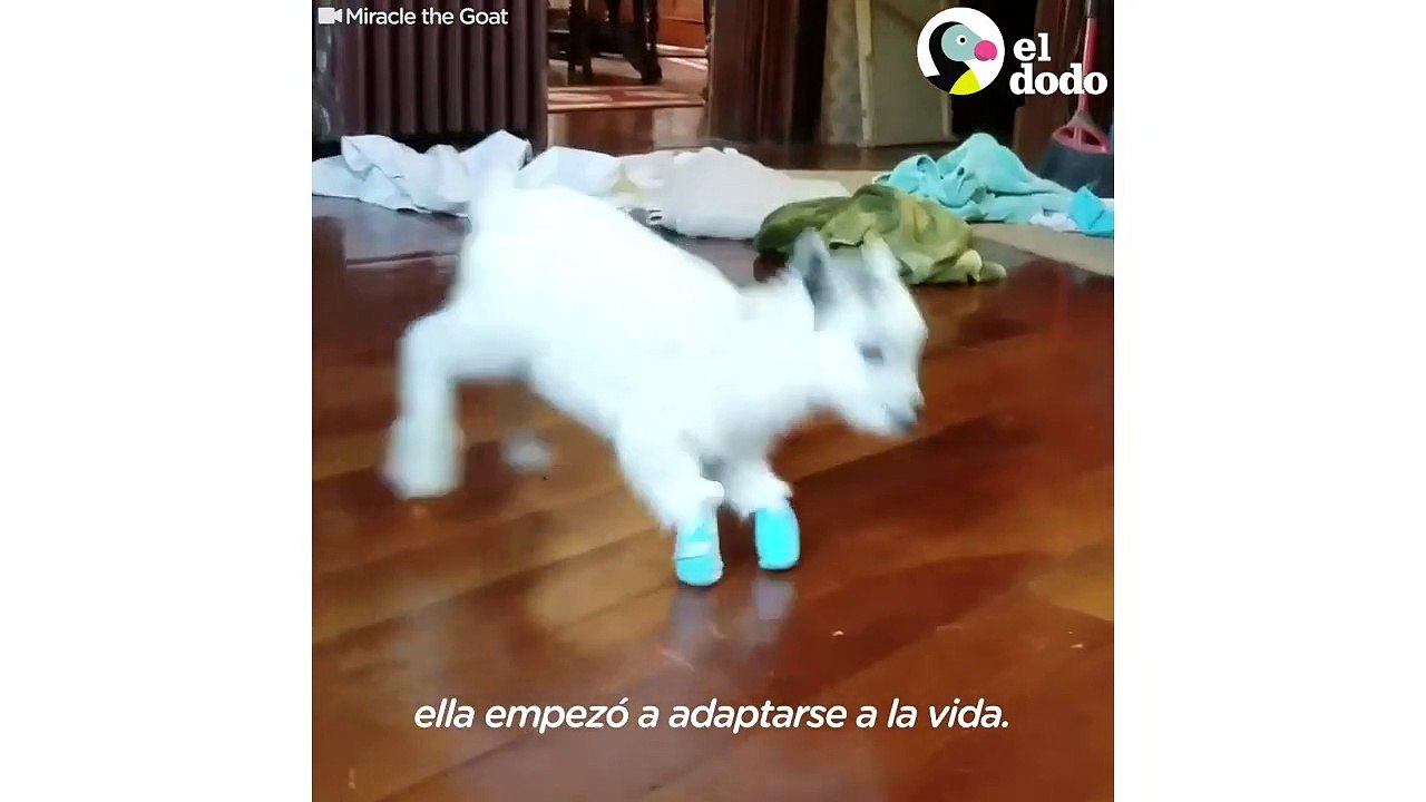 Chiva nace sin piernas pero es la cabrita más amistosa | El Dodo
