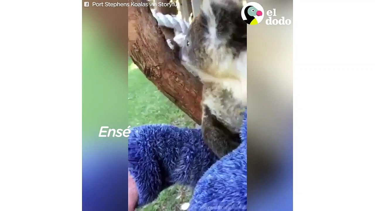Bebé koala se prepara para volver a casa | El Dodo