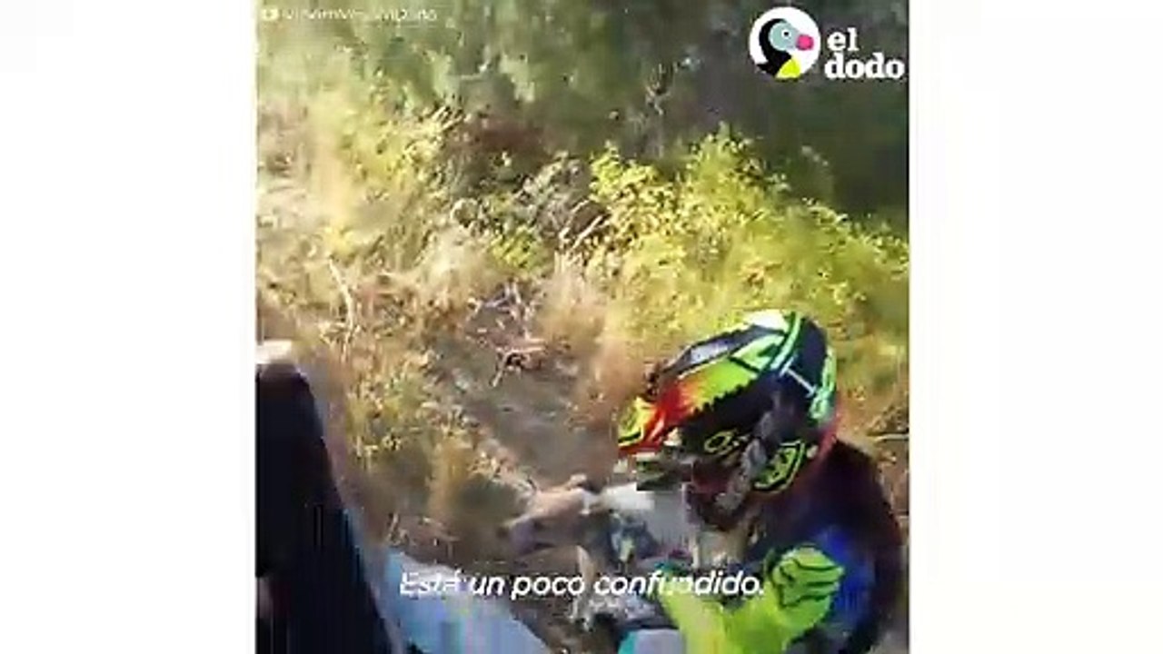 Perrito perdido en el desierto sobrevive de milagro | El Dodo