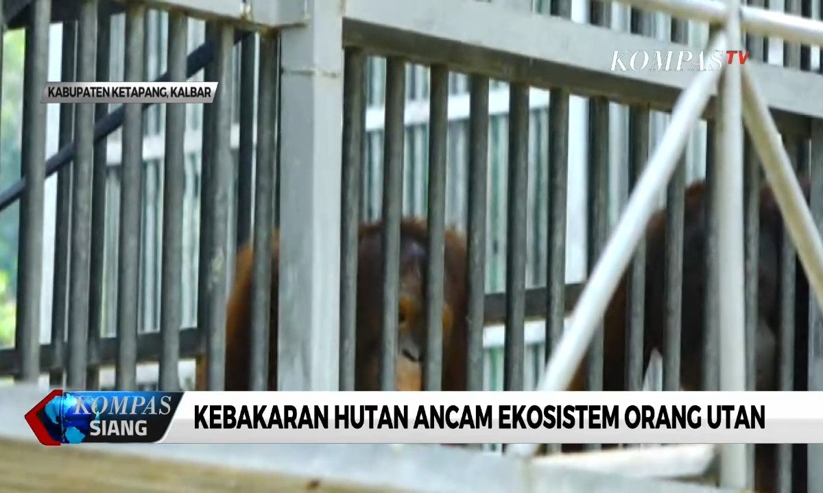 Ekosistem Orang Utan Terancam Akibat Kebakaran Hutan