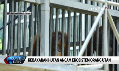 Ekosistem Orang Utan Terancam Akibat Kebakaran Hutan