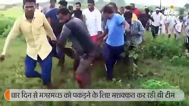 वन विभाग की टीम ने 7 फीट लंबे मगरमच्छ को पकड़ा