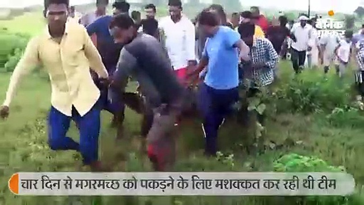वन विभाग की टीम ने 7 फीट लंबे मगरमच्छ को पकड़ा