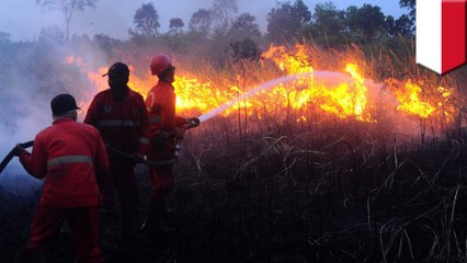 Download Video: Sebab akibat kebakaran hutan dan lahan di Kalimantan dan Sumatera- TomoNews