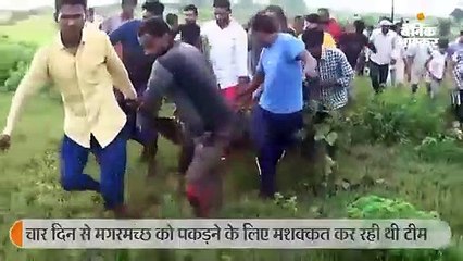चार दिन से वनविभाग की टीम को छका रहे 7 फीट लंबे मगर को पकड़ा, लोगों ने ली राहत की सांस