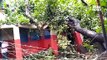 बिजली गिरने से बिहार में 17 और उप्र में 8 की मौत; पटना में पेड़ गिरने से 9 पुलिसकर्मी जख्मी