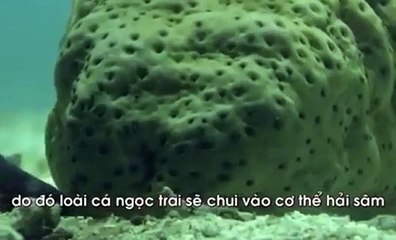 Loài cá cà khịa nhất thế giới