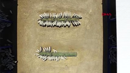 Aydın sakız koyunları köpek paris'e emanet