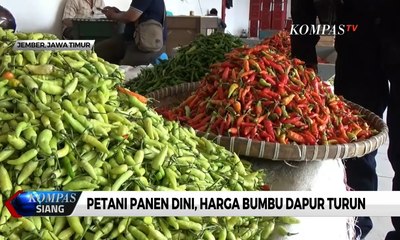 Petani Panen Dini, Harga Bumbu Dapur Turun