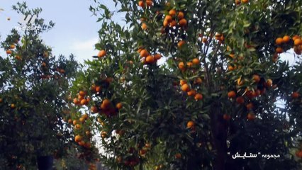 Setayesh S03E03 - سریال ستایش