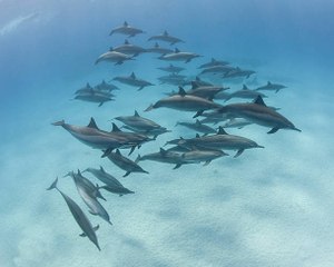 Nouvelle-Zélande : interdiction aux touristes de nager avec les dauphins !