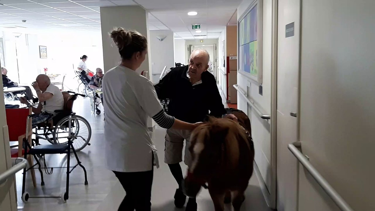 Quenotte, la ponette Shetland, aide certains résidents du centre St-Victor à se déplacer