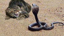 Los 4 gatos con 'botas' acosan y derriban a la cobra venenosa