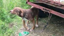 Il brise les pattes de ce chien et le laisse sans nourriture pendant 10 jours !