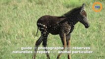 Un bébé zèbre tacheté de pois blancs a été repéré dans une réserve !