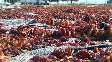 Ekstrem hava olayları üzüm fiyatlarını düşürdü, üzümler futbol sahalarına serildi