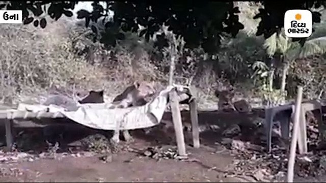 ઈમેજ ગામનાં વાડી વિસ્તારમાં ખાટલા પર સિંહ પરિવાર આરામ ફરમાવતો જોવા મળ્યો