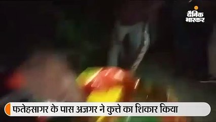 बस्ती में आए 14 फीट लंबे अजगर ने किया कुत्ते का शिकार, लोगों की भीड़ देख छोड़ा