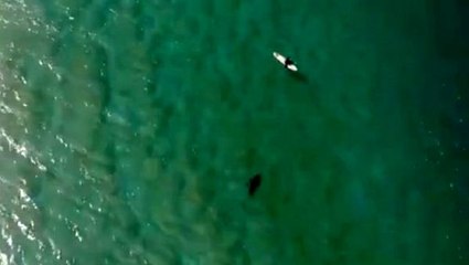 Köpek balığı saldırısını drone ile engelledi