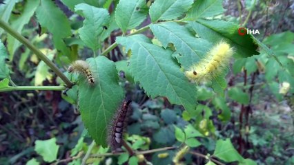 Kütahya'da tırtıl istilası