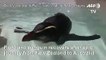 Tiny penguin recovers after epic NZ-Australia swim