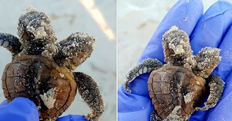 അത്ഭുതമായി രണ്ട് തലയുള്ള അപൂര്‍വ്വയിനം കടലാമ