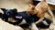 Mascotas: Gato 'ninja' contra perro