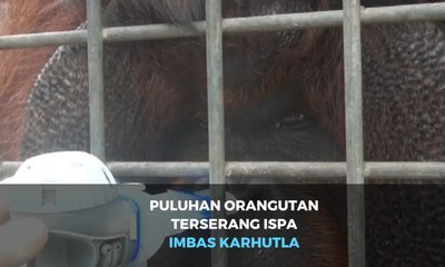 Puluhan Orangutan Terserang Ispa Imbas Karhutla