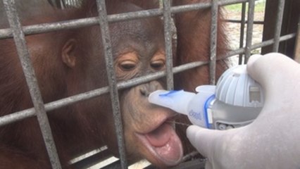 Los incendios amenazan el hábitat de los orangutanes en Indonesia
