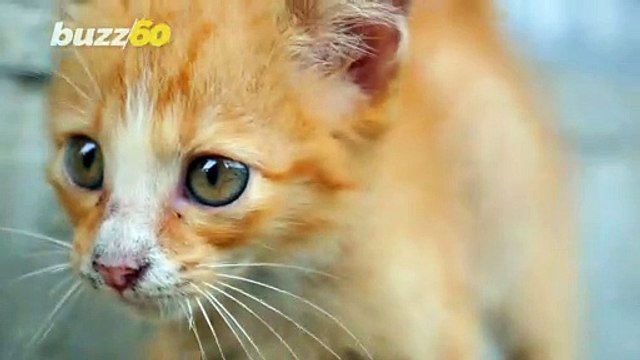 Catfight! Brave Pet Cat Fights Off Deadly Snake to Protect Homeowner