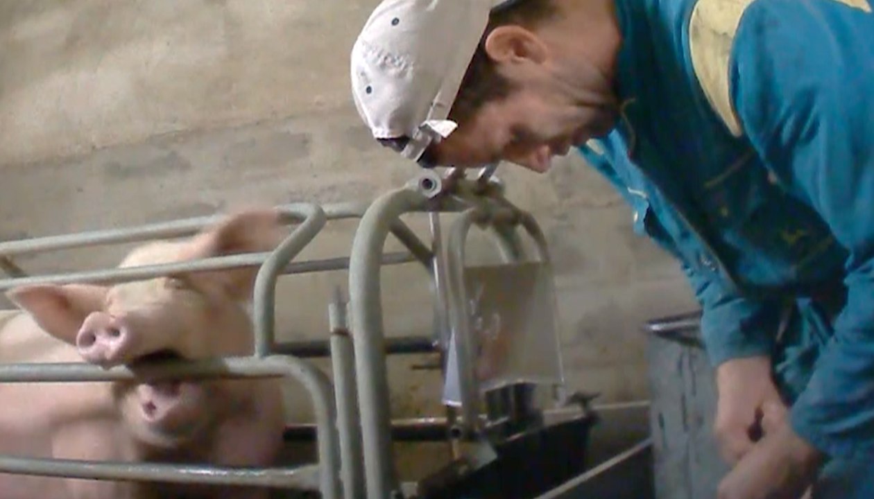 Castration à vif : le calvaire des porcelets