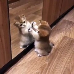 Kitty Takes Itself on in Mirror