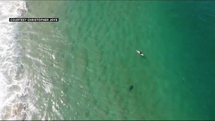 Video | Köpek balığının saldırısından drone ikazı ile kurtuldu
