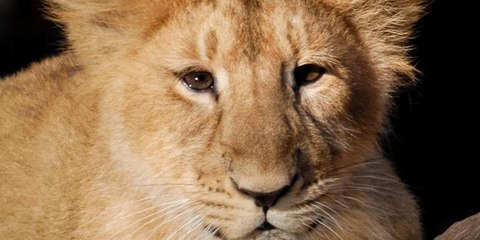 Así fue la increíble reacción de un león al encontrarse con su cachorro por primera vez